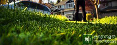 冷季型草坪如何修剪？