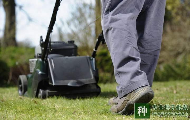 草坪修剪時(shí)間