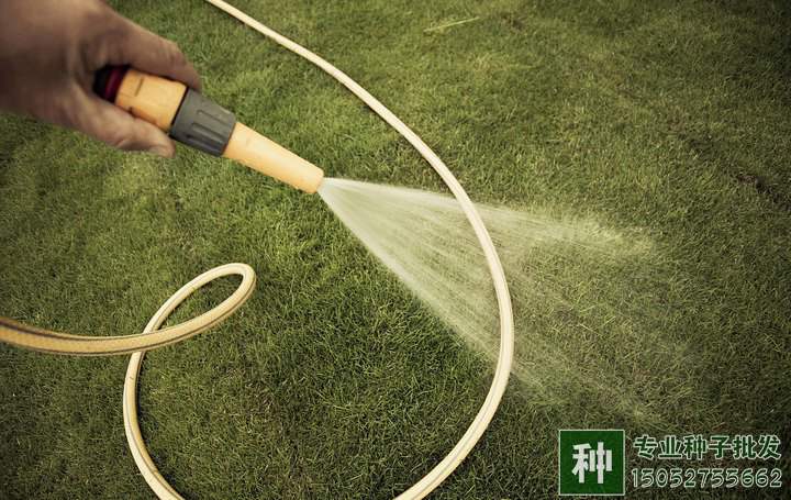 草坪澆水
