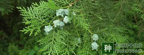 目前常用的林木種子采種方法有哪幾種?