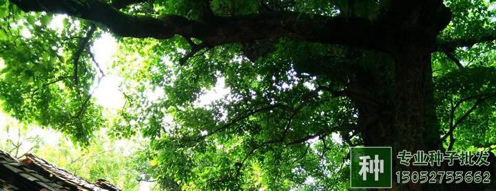 重陽(yáng)木種子