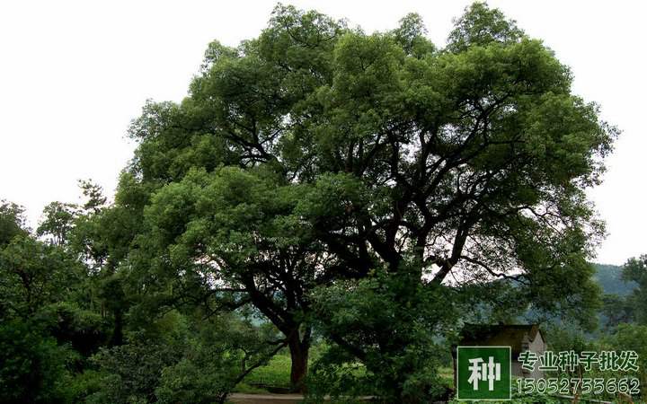香樟樹(shù)種子