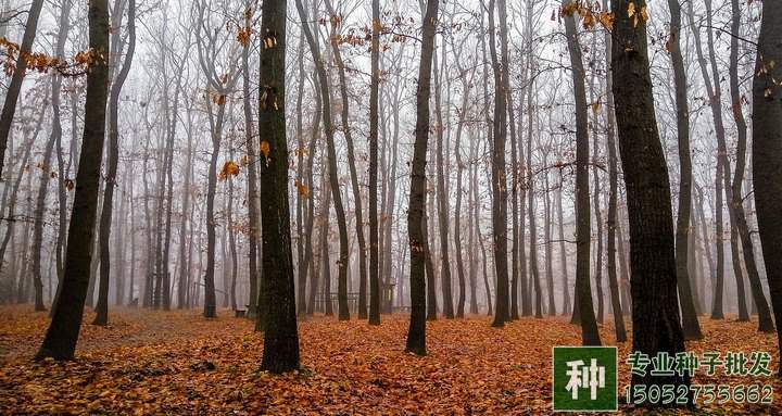 林木種子