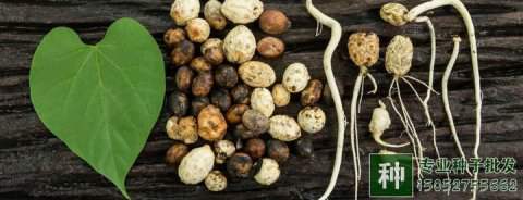 為什么要檢驗(yàn)林木種子質(zhì)量，有哪幾項(xiàng)指標(biāo)?