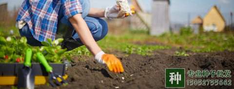 網(wǎng)上購(gòu)買的林木苗木種子如何鑒定優(yōu)劣？