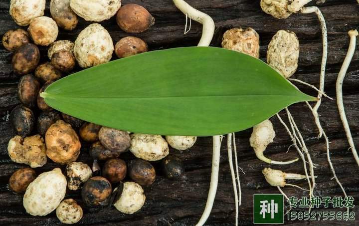 網(wǎng)購(gòu)林木種子