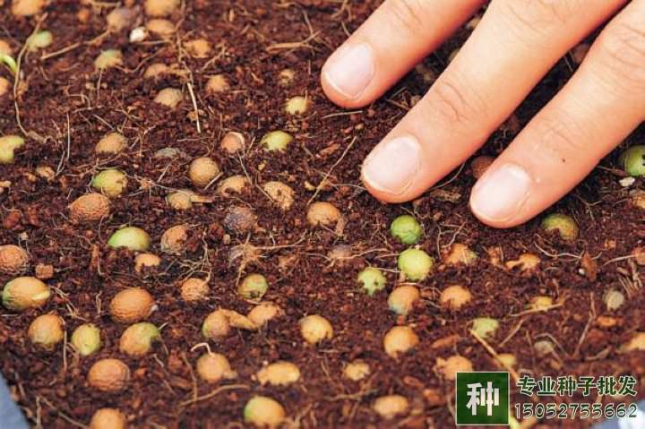 種子發(fā)芽率測(cè)試