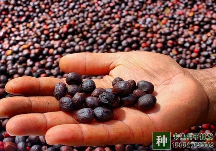 網(wǎng)上購(gòu)買(mǎi)的林木苗木種子如何鑒定優(yōu)劣？