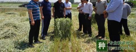 不同畜禽適宜的牧草品種選擇