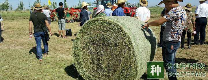 牧草如何喂養(yǎng)？如何調(diào)青儲(chǔ)飼料？