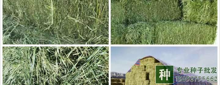 牧草如何喂養(yǎng)？如何調(diào)青儲(chǔ)飼料？