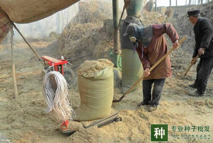 牧草如何喂養(yǎng)？如何調(diào)青儲(chǔ)飼料？