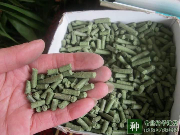 牧草如何喂養(yǎng)？如何調(diào)青儲(chǔ)飼料？