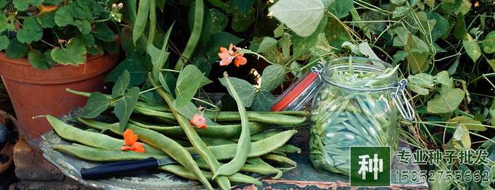豆類蔬菜種子