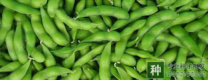 豆類(lèi)蔬菜種子