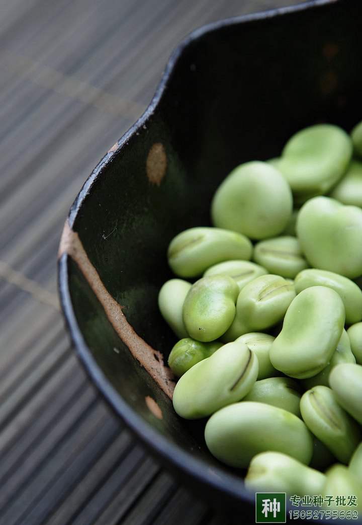 豆類(lèi)蔬菜種子