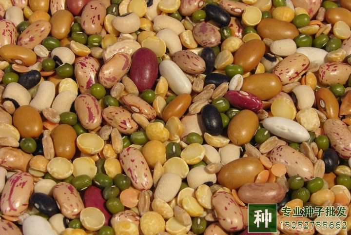 豆類(lèi)蔬菜種子