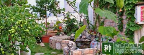 豆類蔬菜引種選種應注意哪些事項？