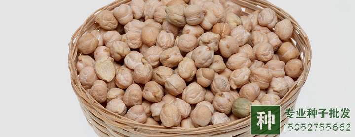 鷹嘴豆種子
