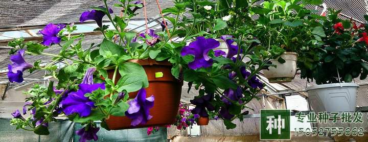 煤渣可以栽花嗎?