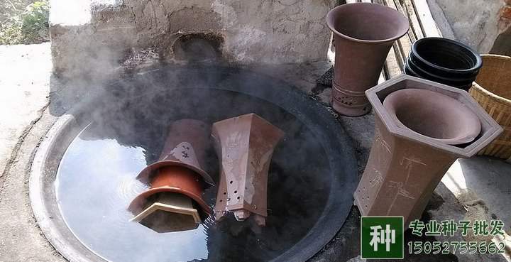 怎對盆土進(jìn)行消毒?