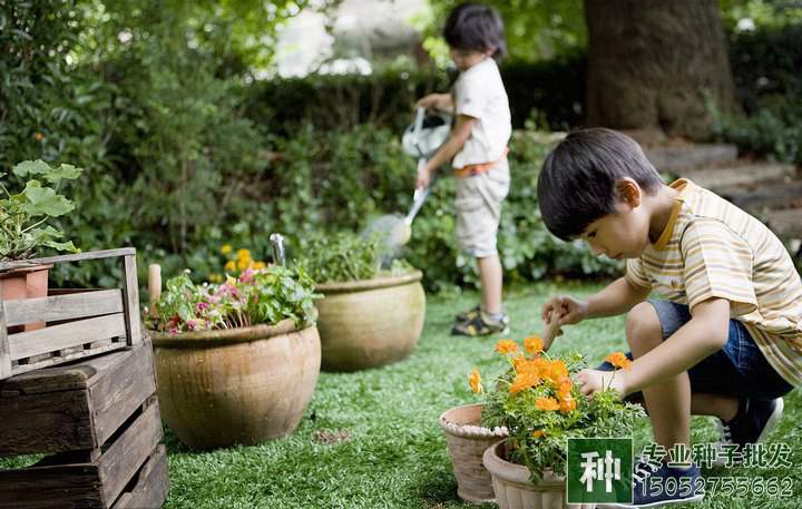 怎對盆土進(jìn)行消毒?