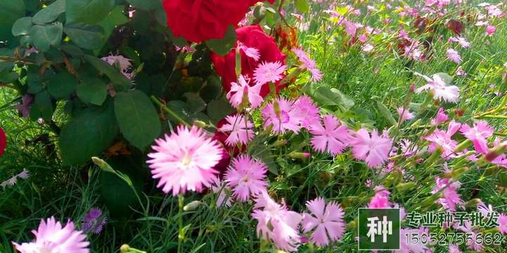 氮、磷、鉀對花卉有什么作用？