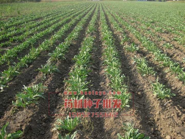 板藍(lán)根種子供應(yīng)