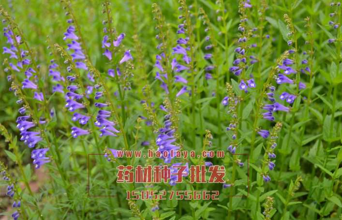 中藥材半枝蓮種子