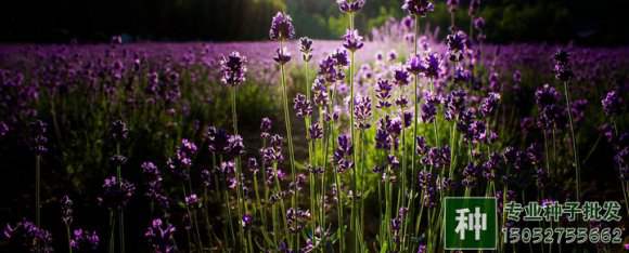 硫酸亞鐵有什么作用，花卉種植怎樣使用？