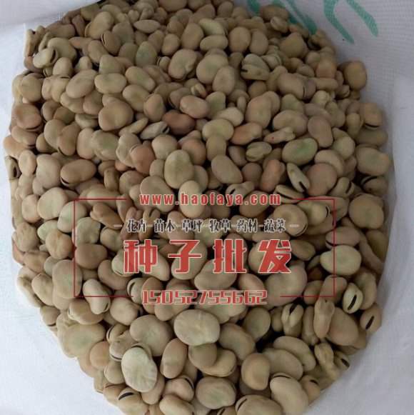 蠶豆種子
