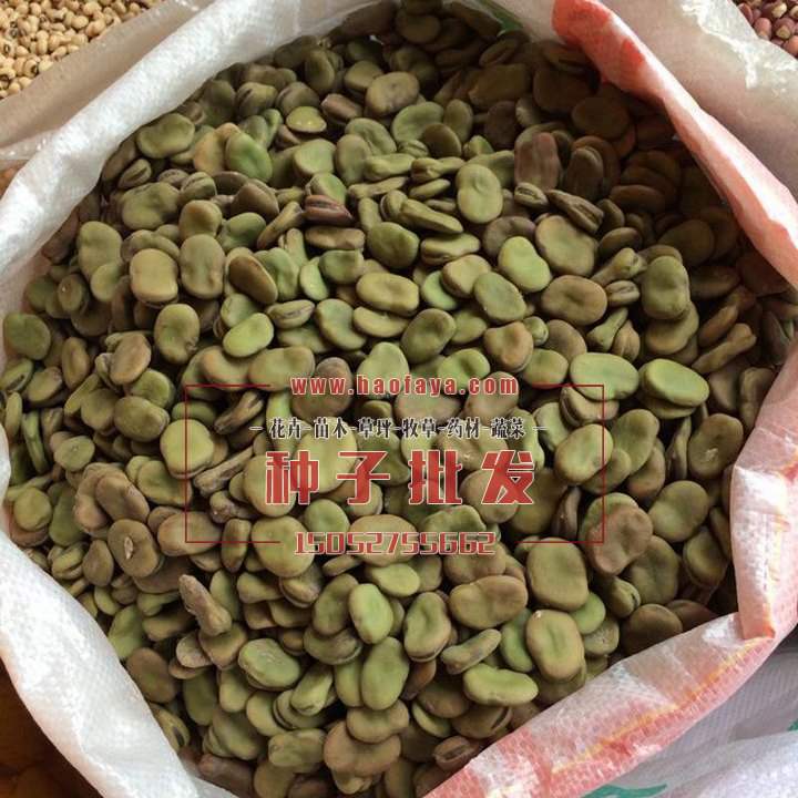 青蠶豆種子