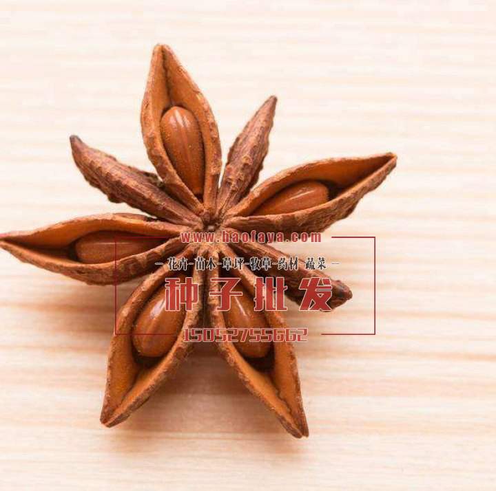 大茴香種子