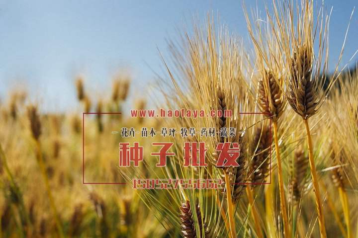 生長的養(yǎng)生大麥