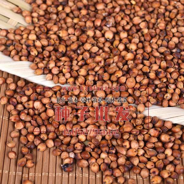 高粱種子