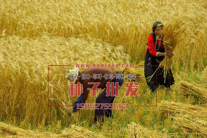 青稞種子