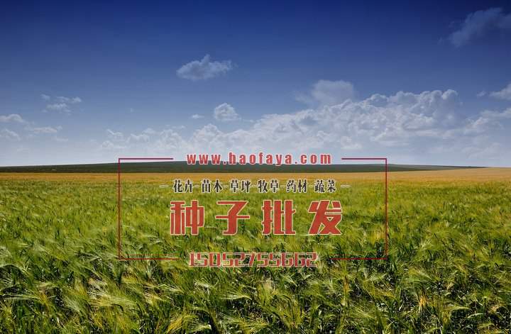 青稞播種種植方法