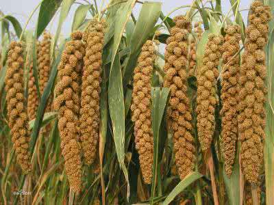 成熟的小米（谷子）