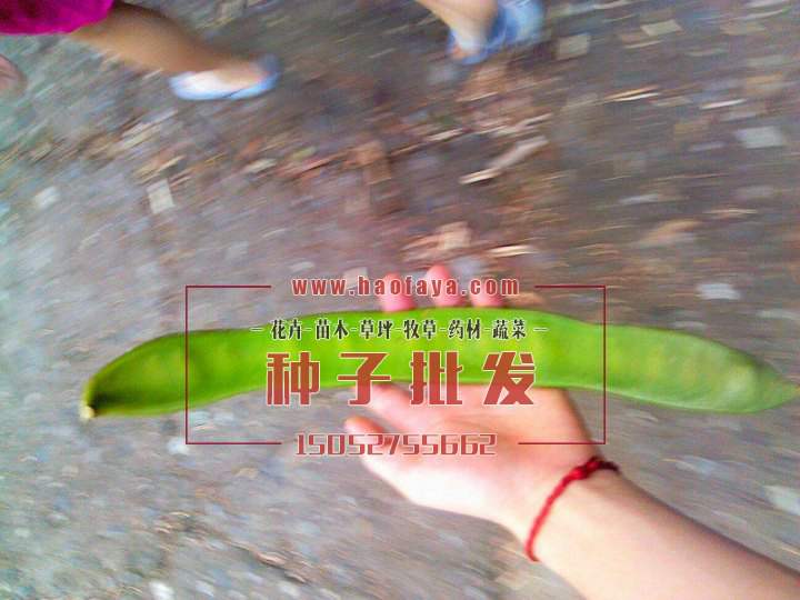 洋刀豆種子非常的大