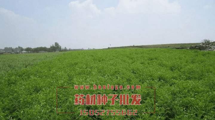 苦參種子批發(fā)
