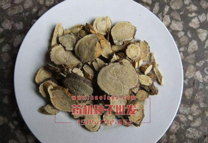 苦參功效與作用