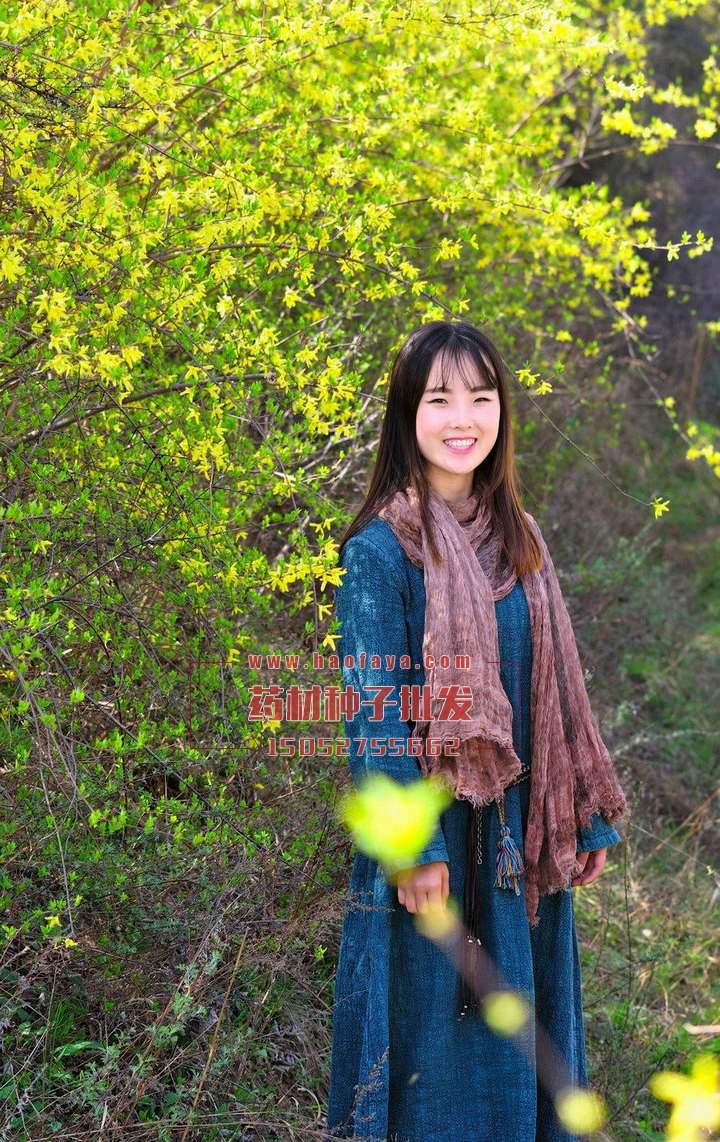 連翹種子批發(fā)價格