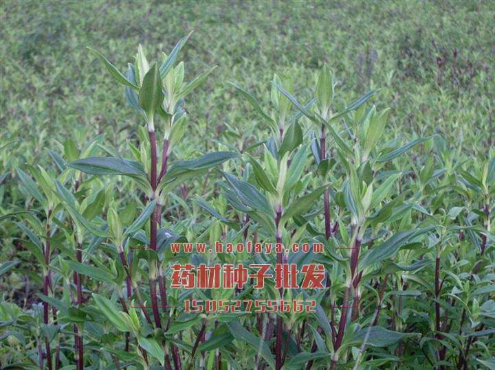 龍膽草播種栽培技術