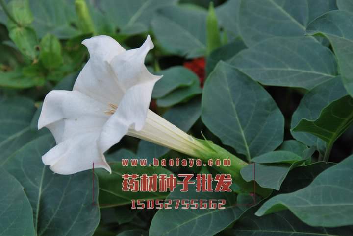 曼陀羅功效作用