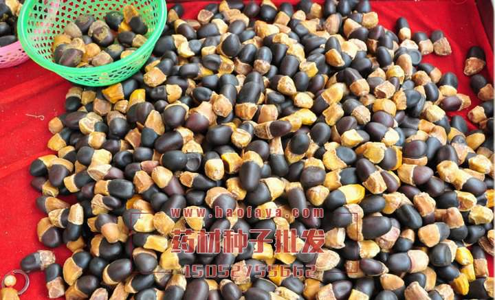 緬茄種子價(jià)格