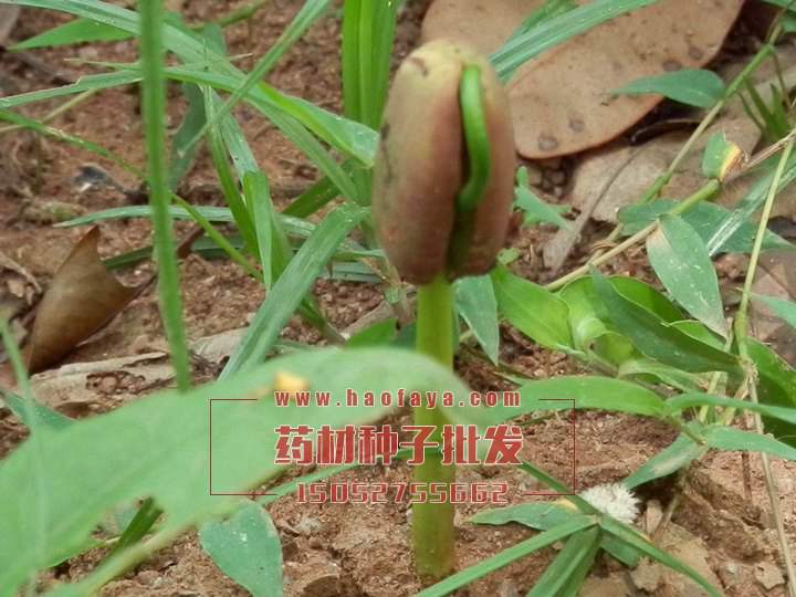 緬茄功效與作用