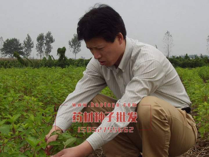 懷牛膝種植技術(shù)