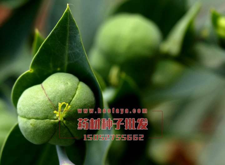 千金子種子價(jià)格