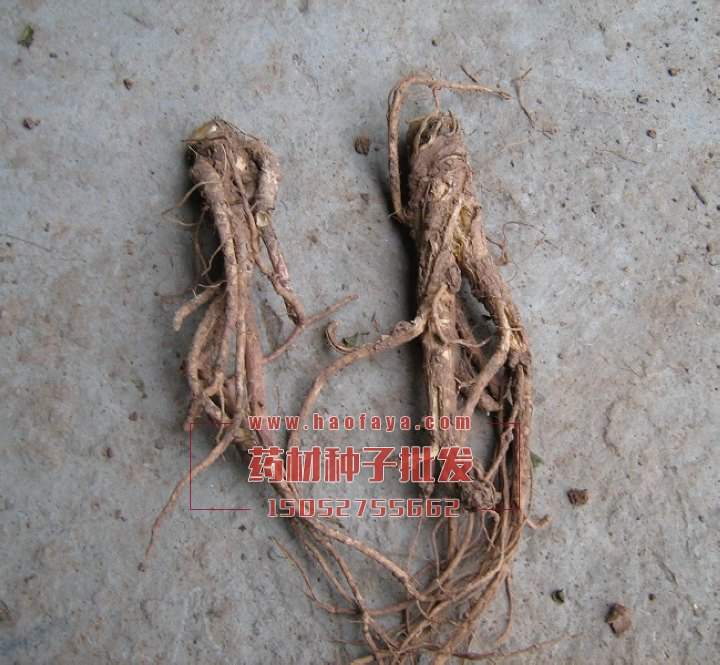 前胡作用與功效