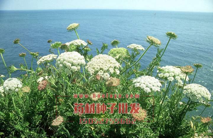 羌活種子批發(fā)